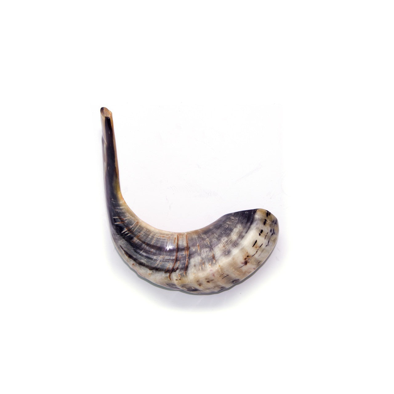 Natural Ram’s Horn Shofar – 40-44 cm Traditional Shofar - SeasideSPA