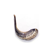 Natural Ram’s Horn Shofar – 40-44 cm Traditional Shofar - SeasideSPA