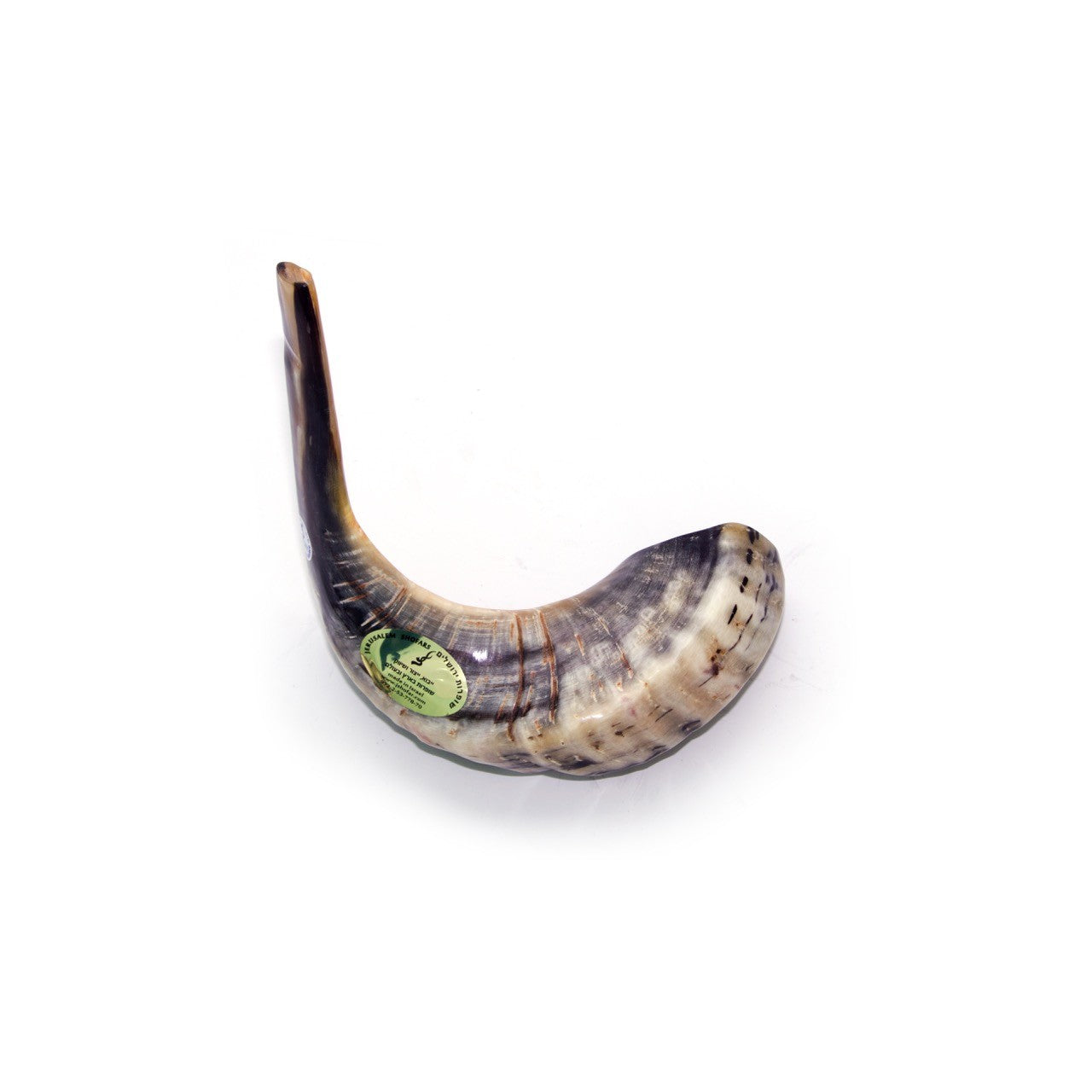 Natural Ram’s Horn Shofar – 40-44 cm Traditional Shofar - SeasideSPA
