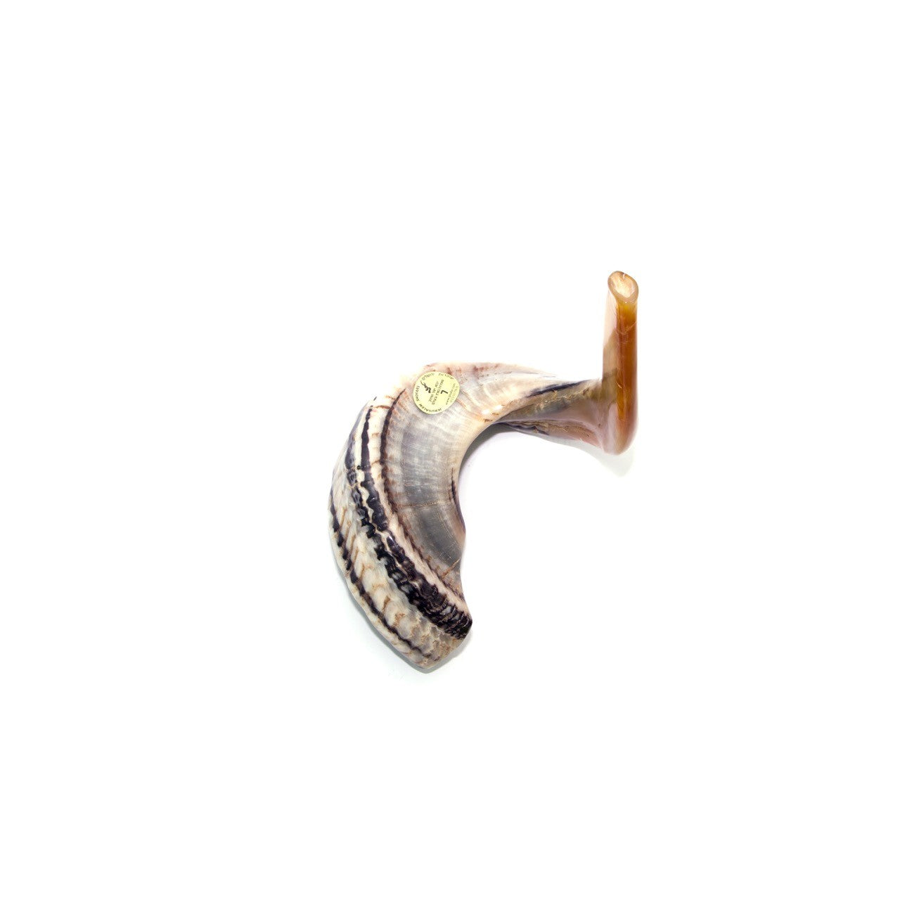 Natural Ram’s Horn Shofar – 50–54 cm Traditional Shofar - SeasideSPA