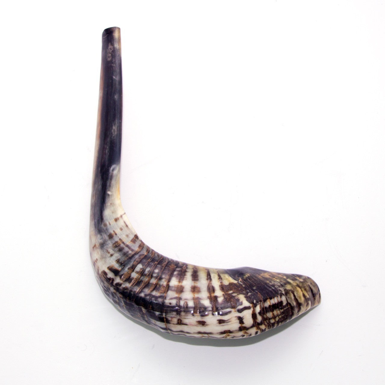 Natural Ram’s Horn Shofar – 45–49 cm Authentic Shofar - SeasideSPA