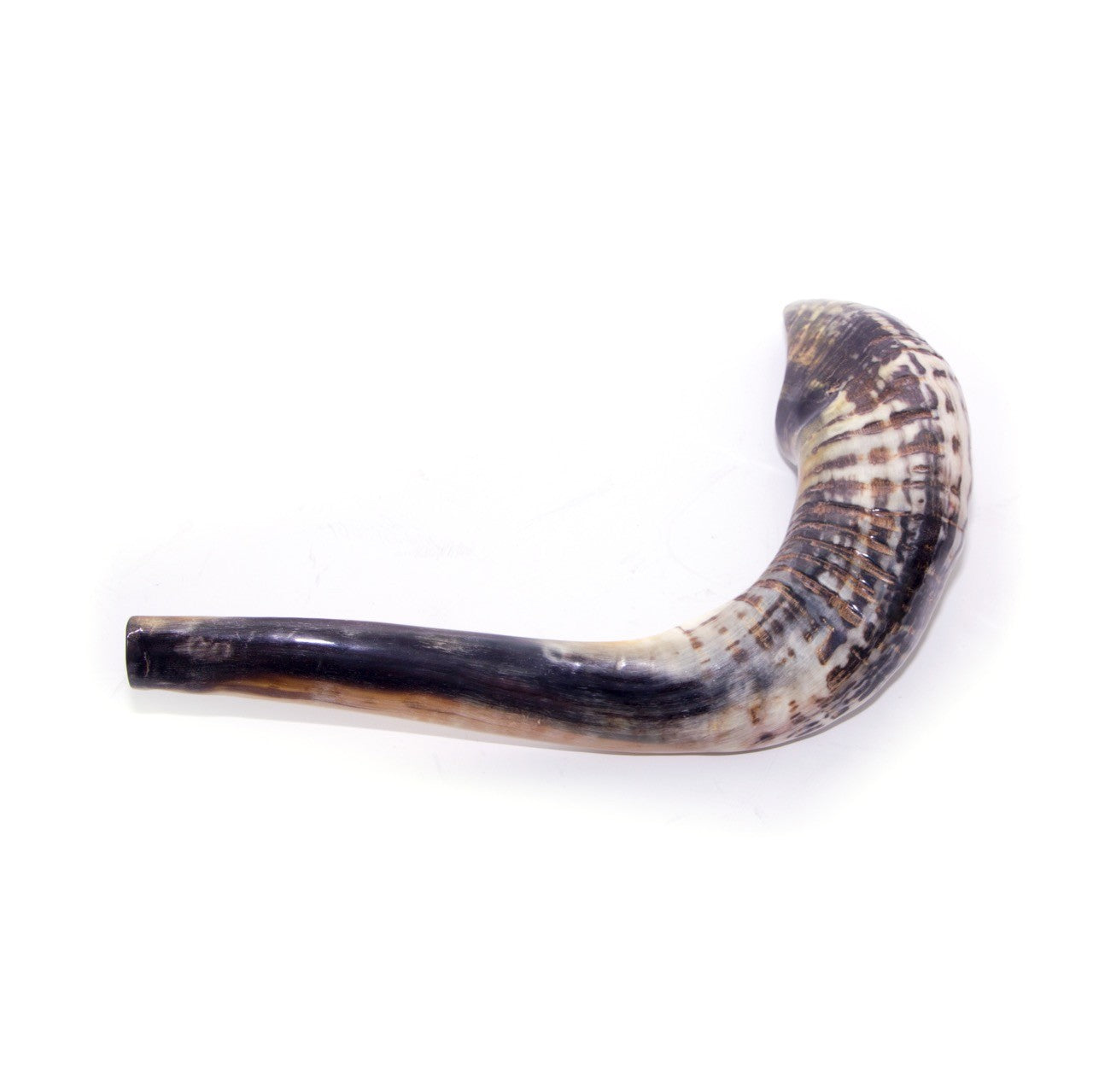 Natural Ram’s Horn Shofar – 45–49 cm Authentic Shofar - SeasideSPA