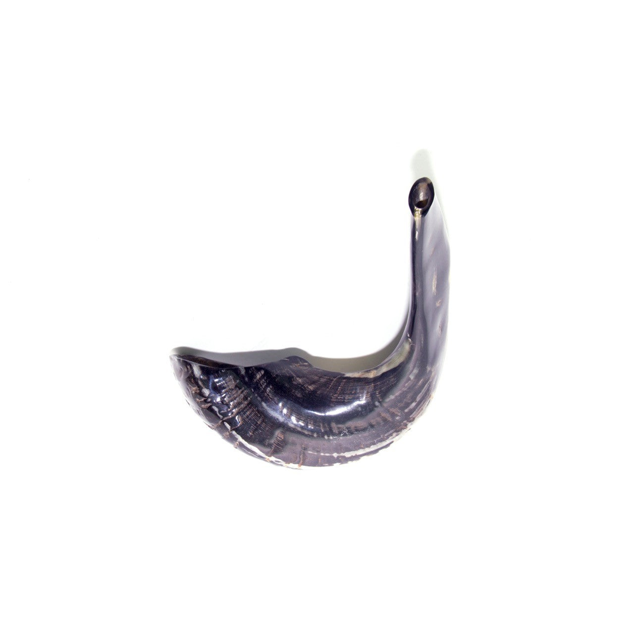 Natural Ram’s Horn Shofar – 35-39 cm Traditional Shofar - SeasideSPA