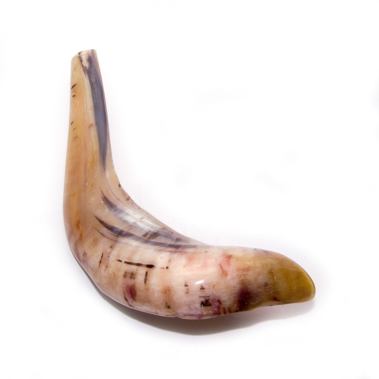 Natural Ram’s Horn Shofar – 30-34 cm Traditional Shofar - SeasideSPA