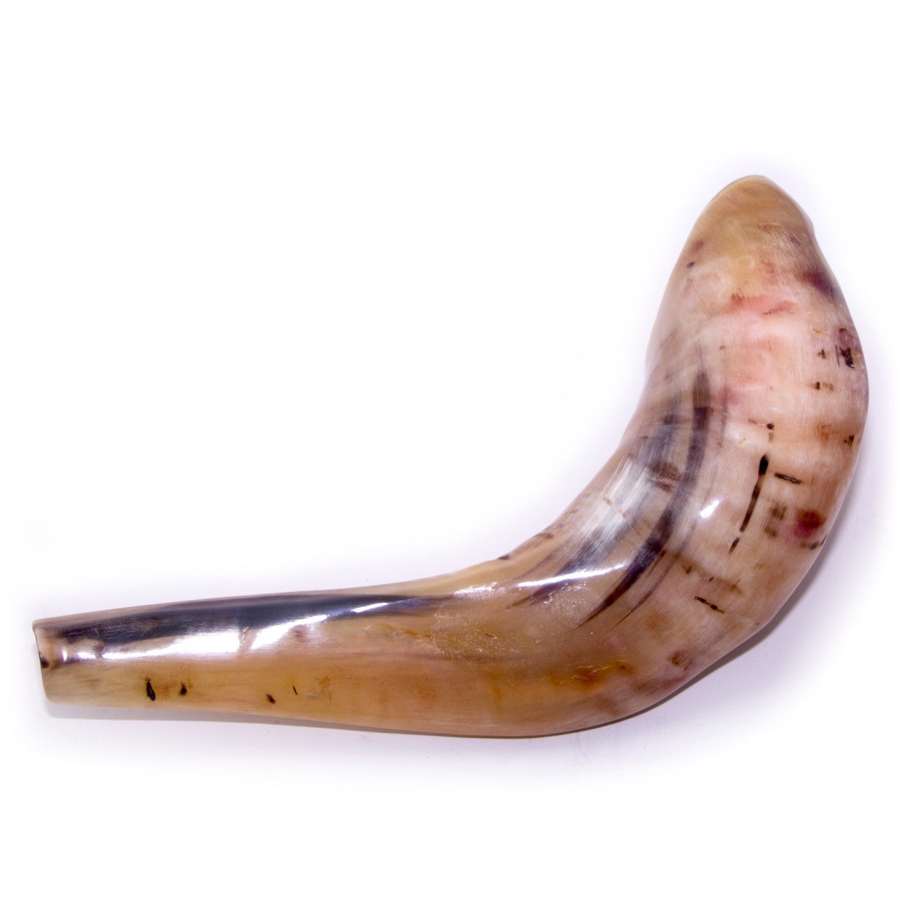 Natural Ram’s Horn Shofar – 30-34 cm Traditional Shofar - SeasideSPA