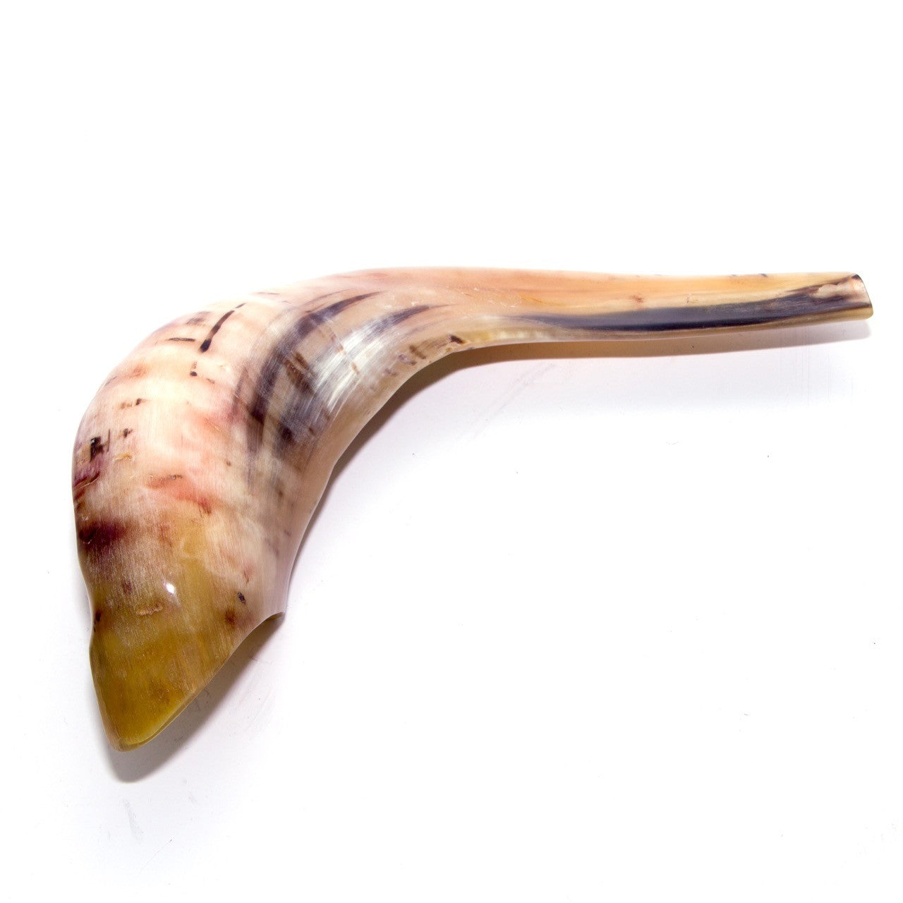 Natural Ram’s Horn Shofar – 30-34 cm Traditional Shofar - SeasideSPA
