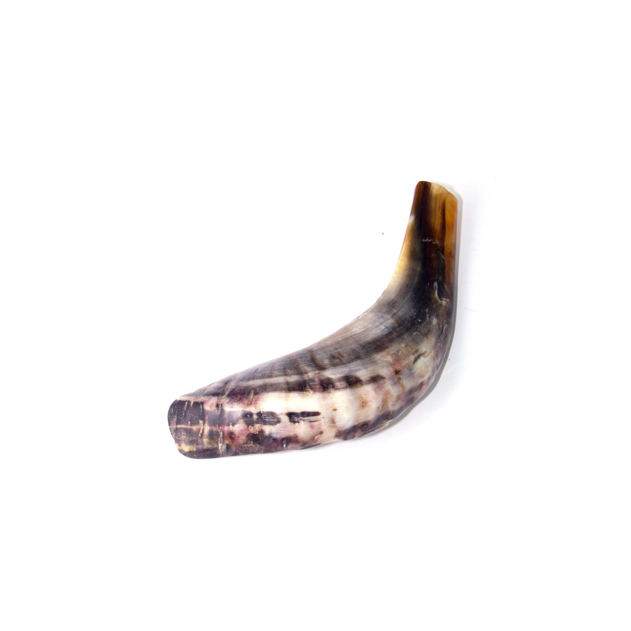 Natural Ram’s Horn Shofar – 25-29 cm Traditional Shofar - SeasideSPA