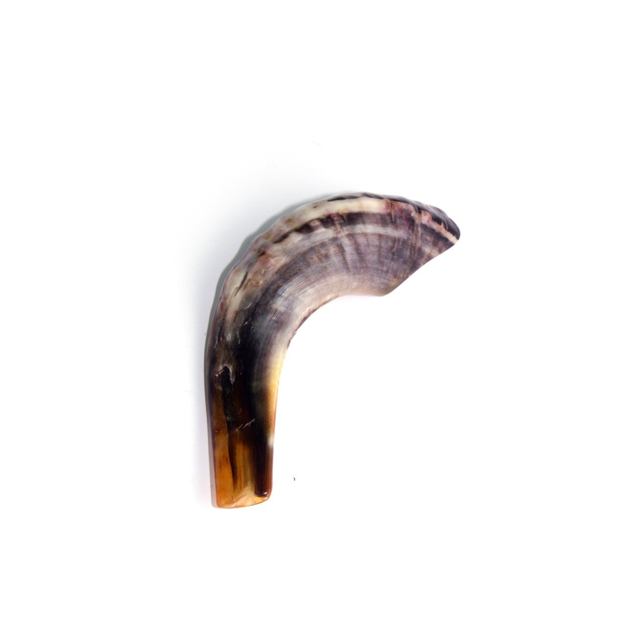 Natural Ram’s Horn Shofar – 25-29 cm Traditional Shofar - SeasideSPA