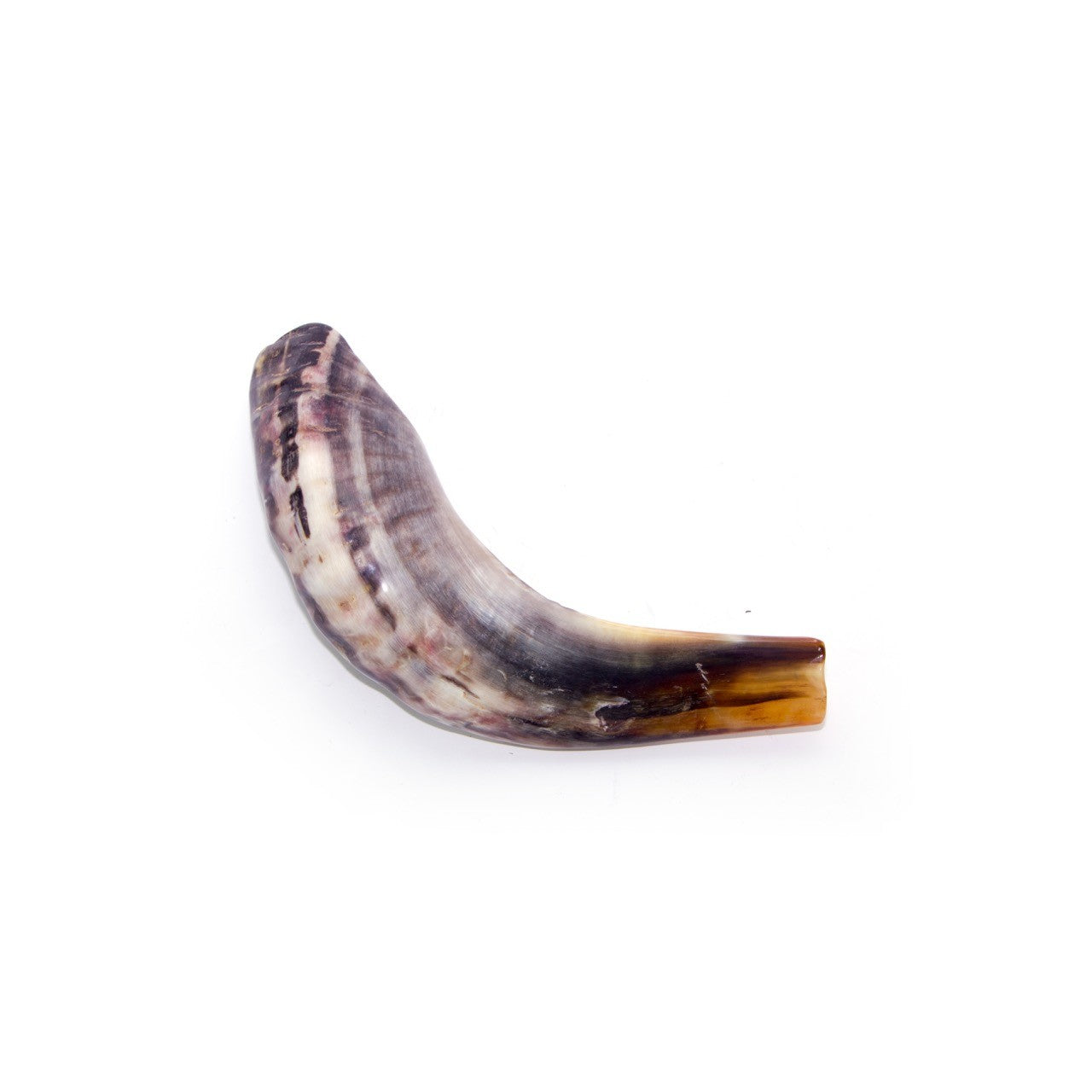 Natural Ram’s Horn Shofar – 25-29 cm Traditional Shofar - SeasideSPA