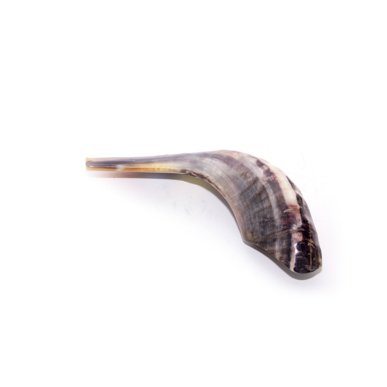 Natural Ram’s Horn Shofar – 25-29 cm Traditional Shofar - SeasideSPA