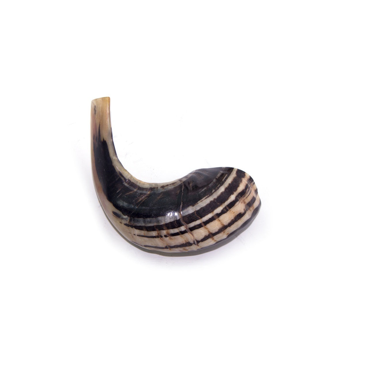 Natural Ram’s Horn Shofar – 15-24 cm Traditional Shofar - SeasideSPA