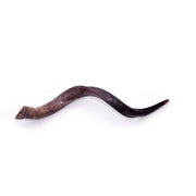 Natural Kudu Horn Shofar – 115-119 cm Yemenite Shofar - SeasideSPA
