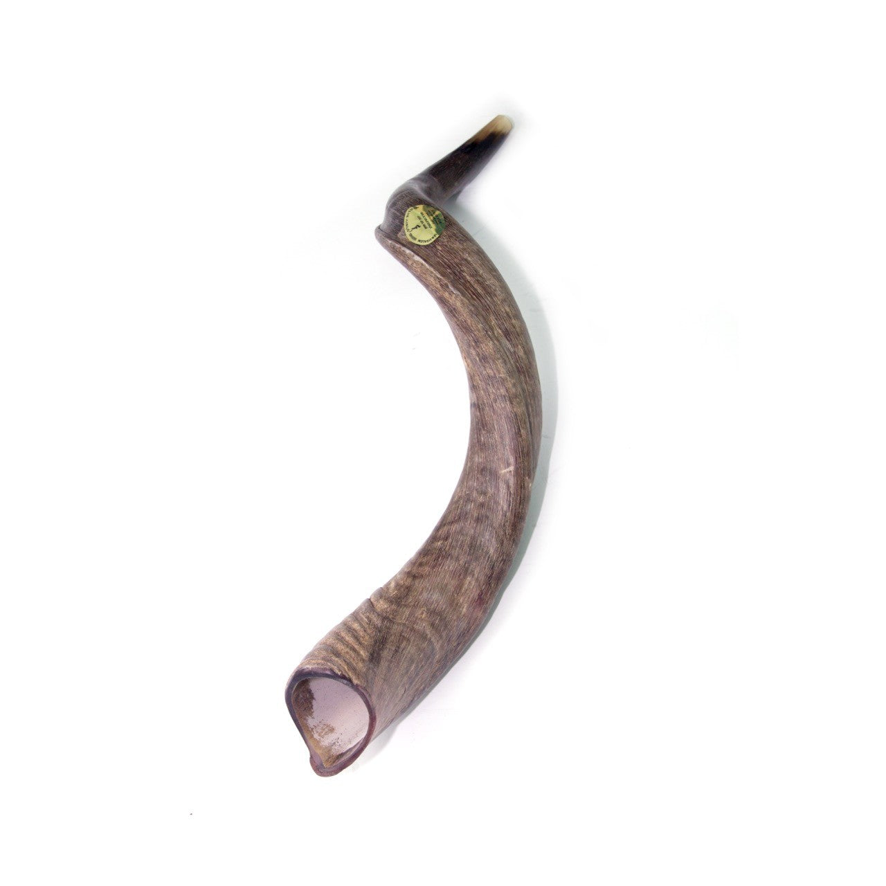 Natural Kudu Horn Shofar – 60-69 cm Yemenite Shofar - SeasideSPA